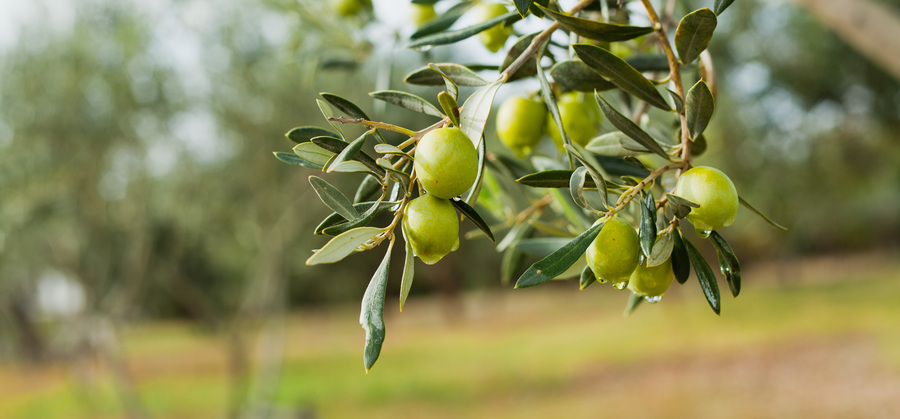 Frantoi in festa: la festa della biodiversità in Tuscia