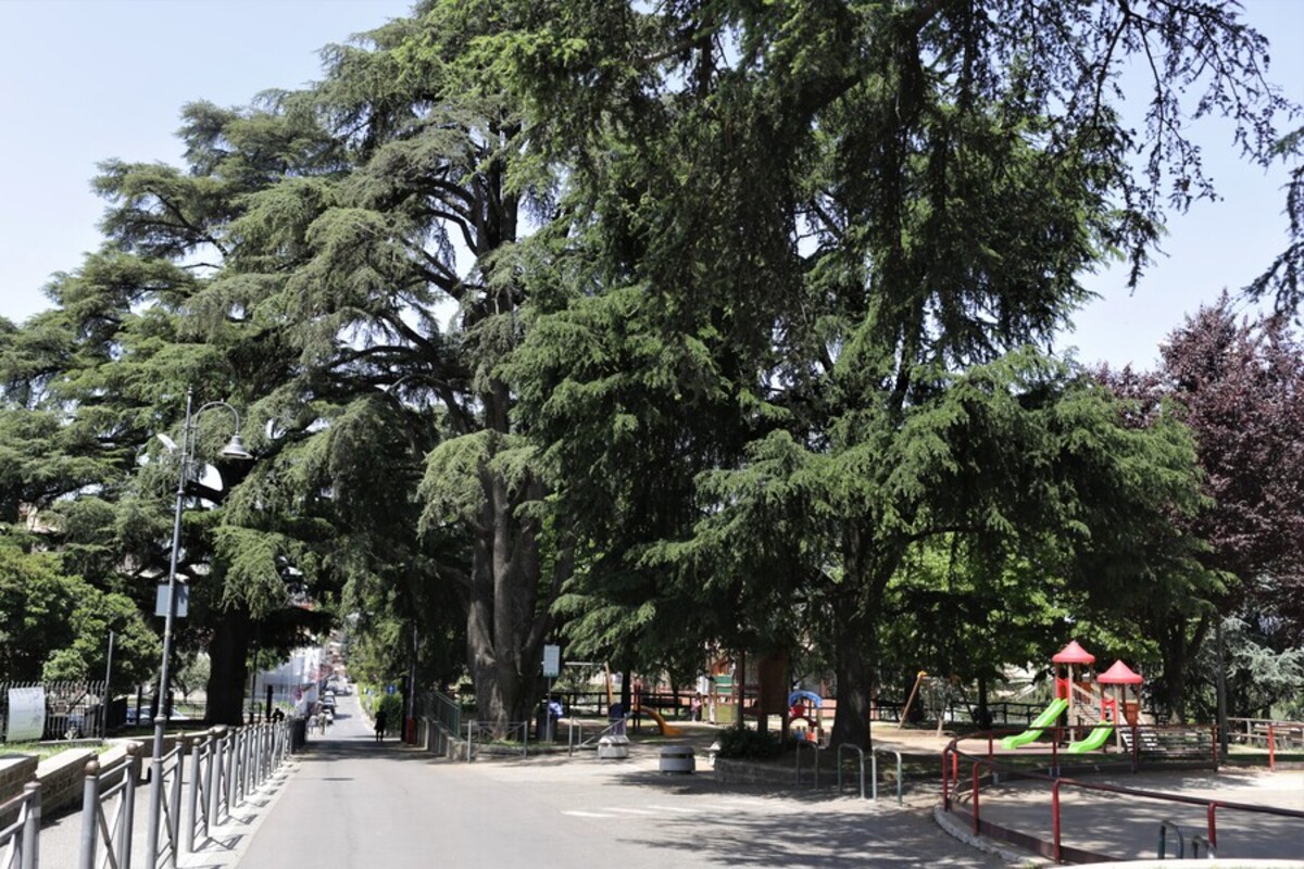 Giornata nazionale degli alberi: il cedro del Libano minacciato dal Climate Change